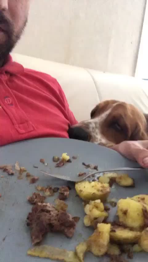 @Olaf le basset hound 🐾