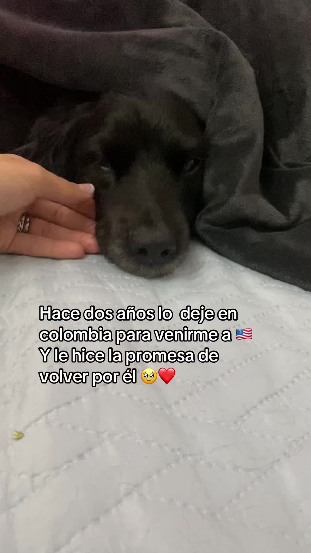 @❤️🐕🦺🐩🦮🐈⬛❤️Pet lover 🥰