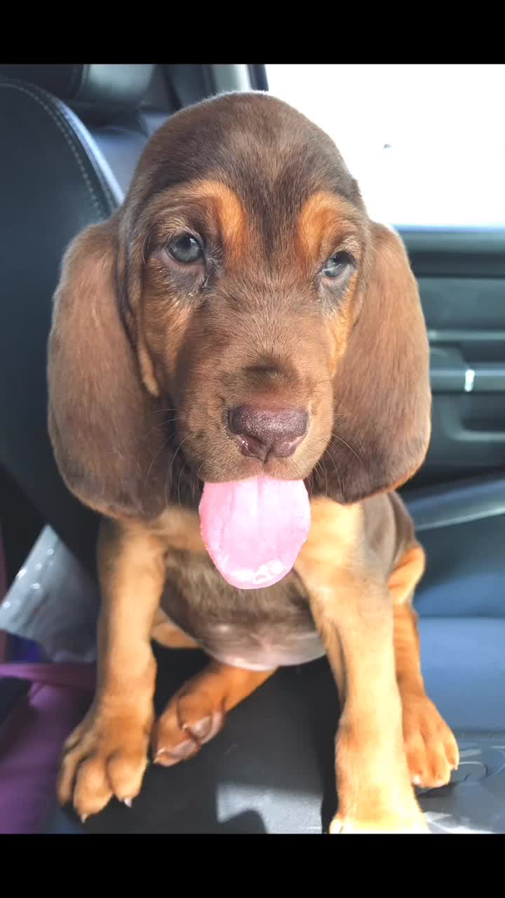@RiverTheLiverHound