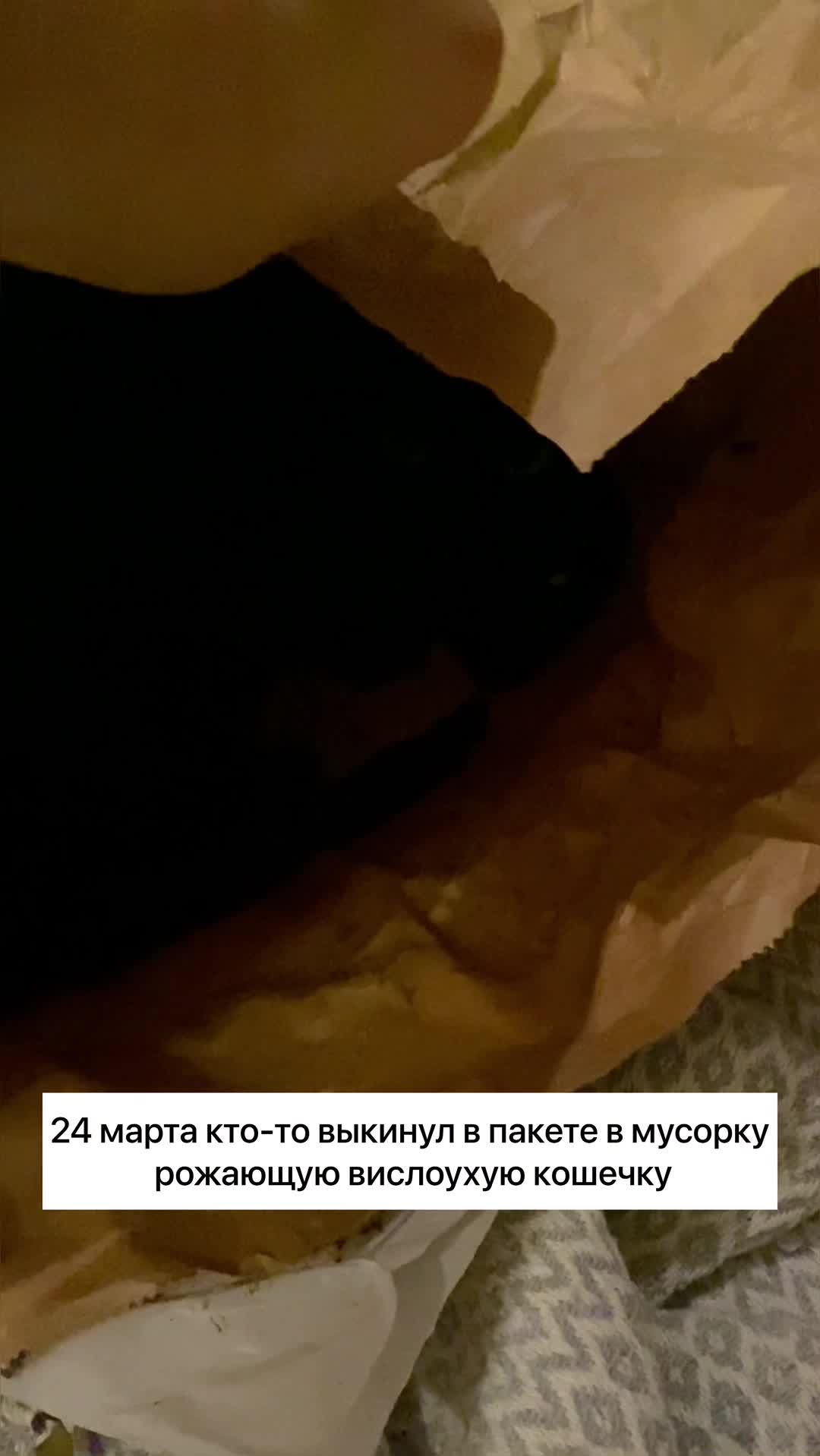 @Котята в дар!