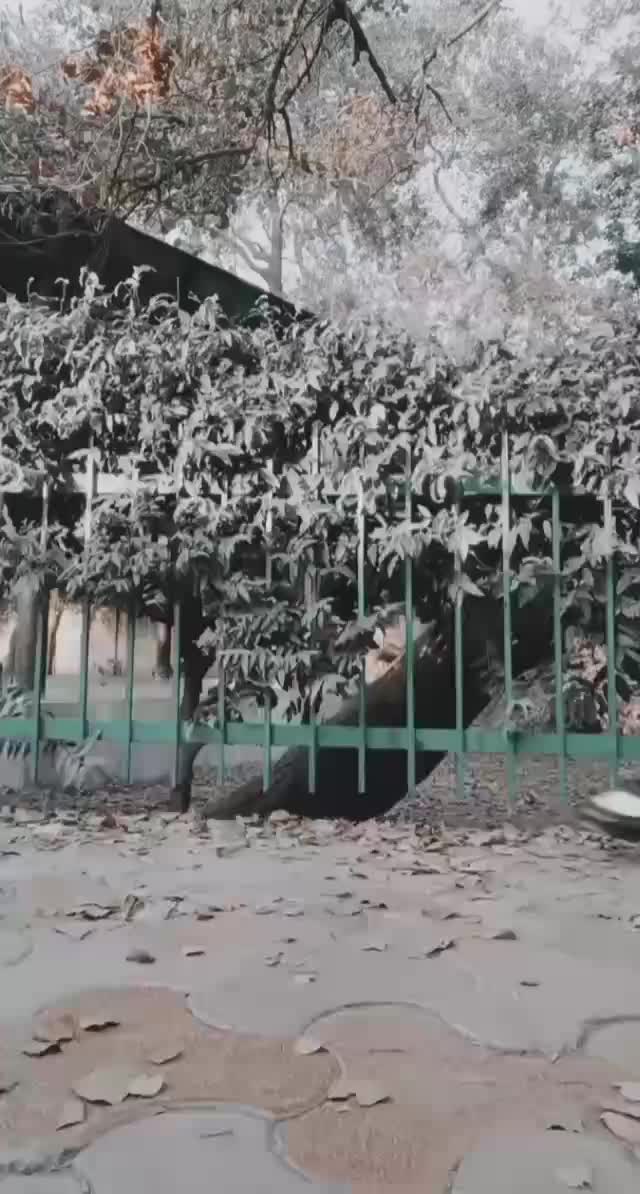 @#zainfam 🥰🌹