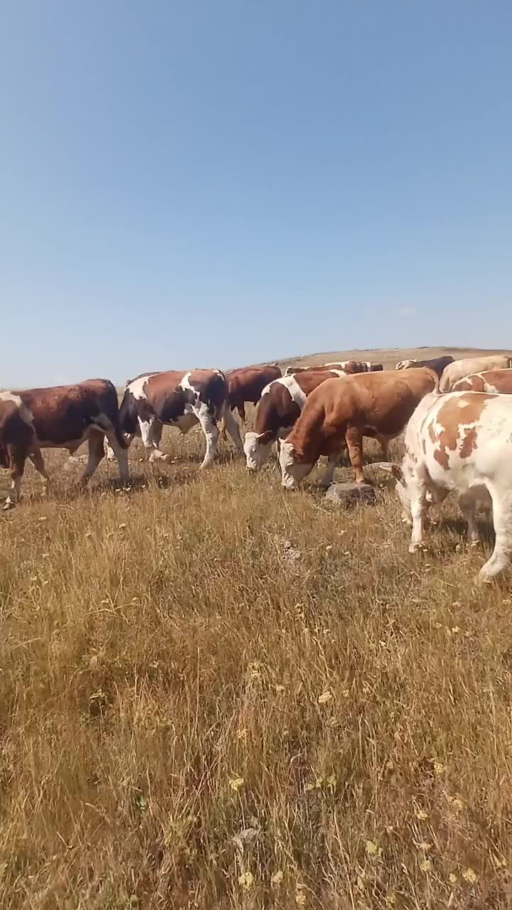 @Gökhan Çoban