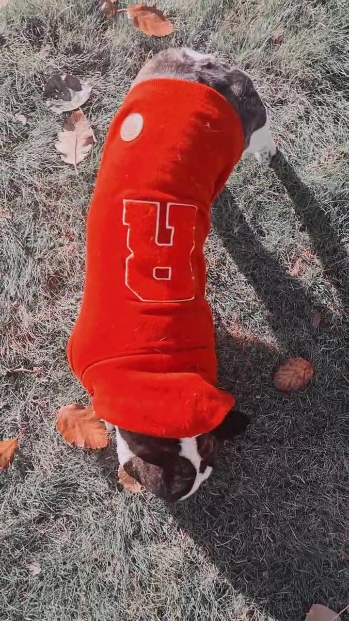@odi_frenchie_