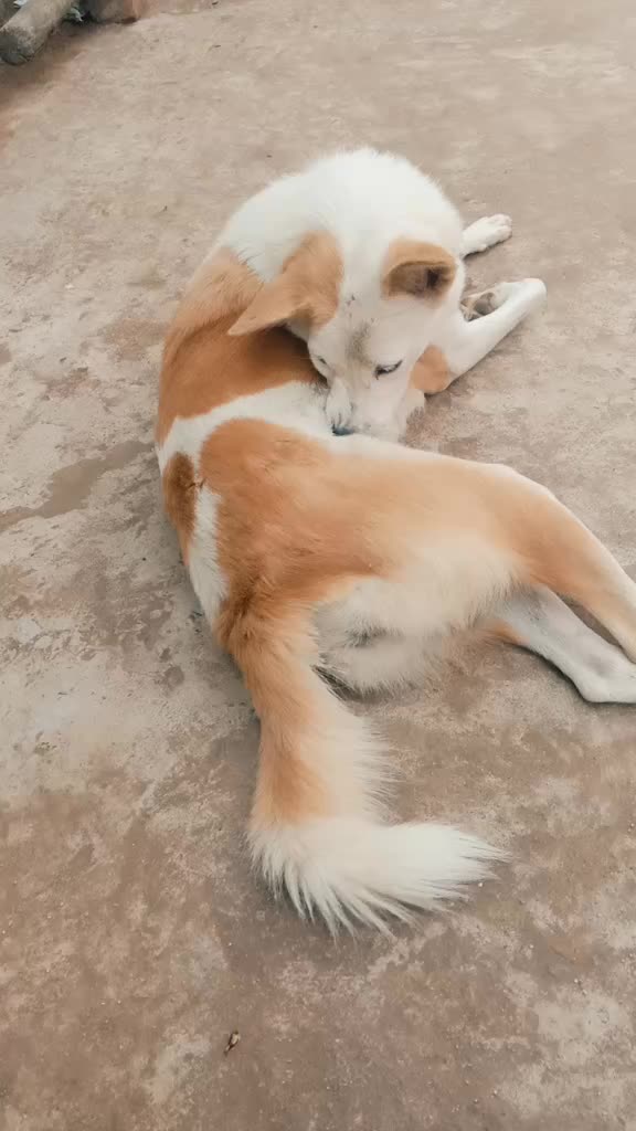 @Rajaram