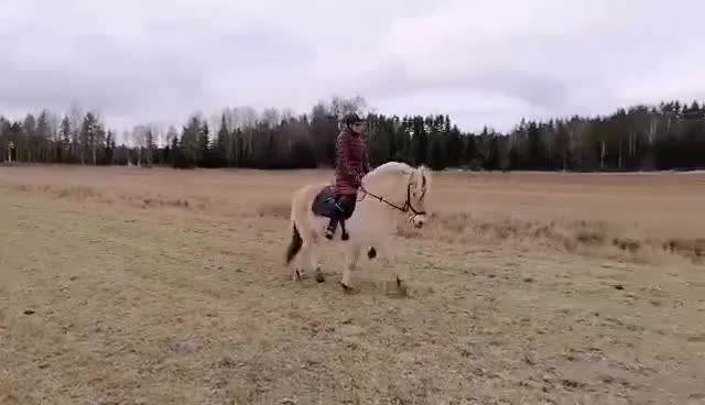 @Horses♡