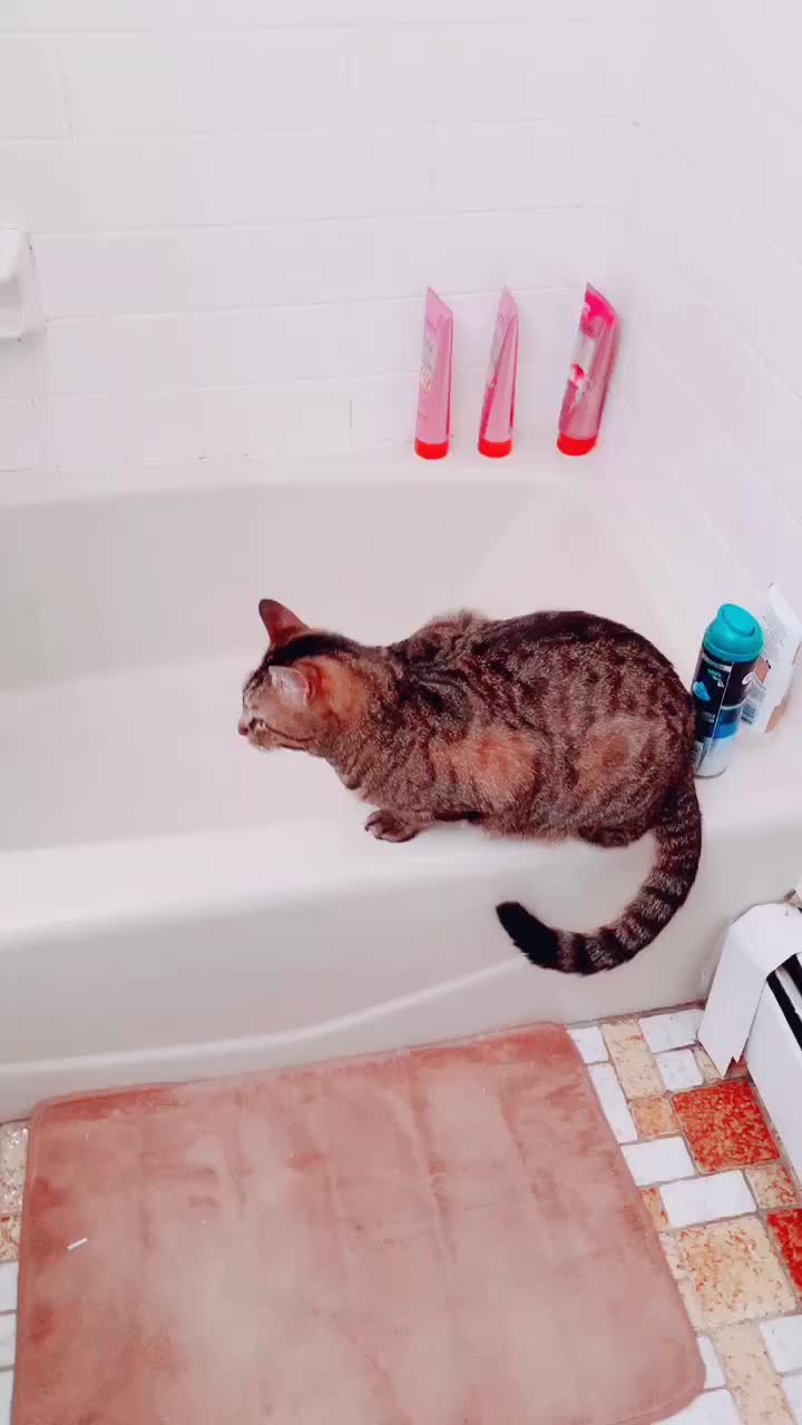 @Alyssa 🦋🐱
