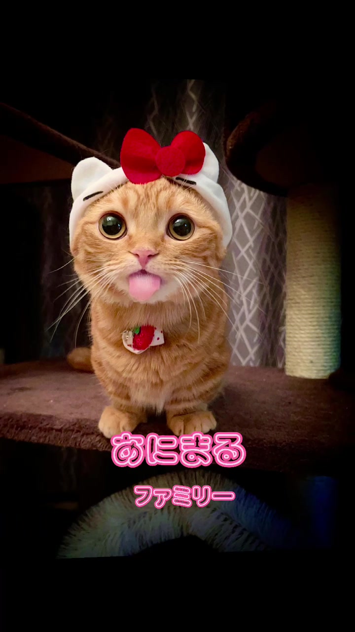 @あにまるファミリー/6猫2フェレット