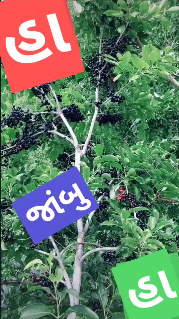 @muskan