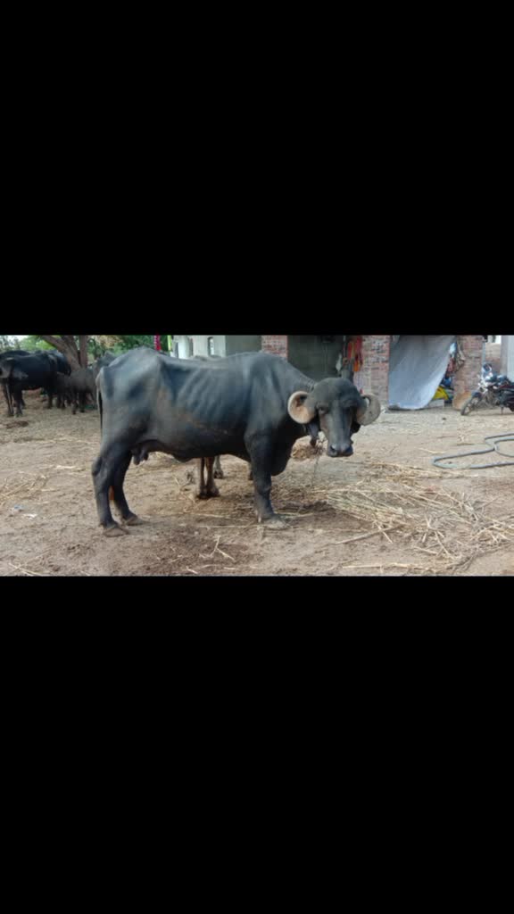 @કેશુભાઈ વાધેલા
