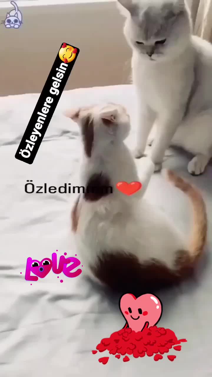@꧁꧂NiL☪︎y꧁꧂