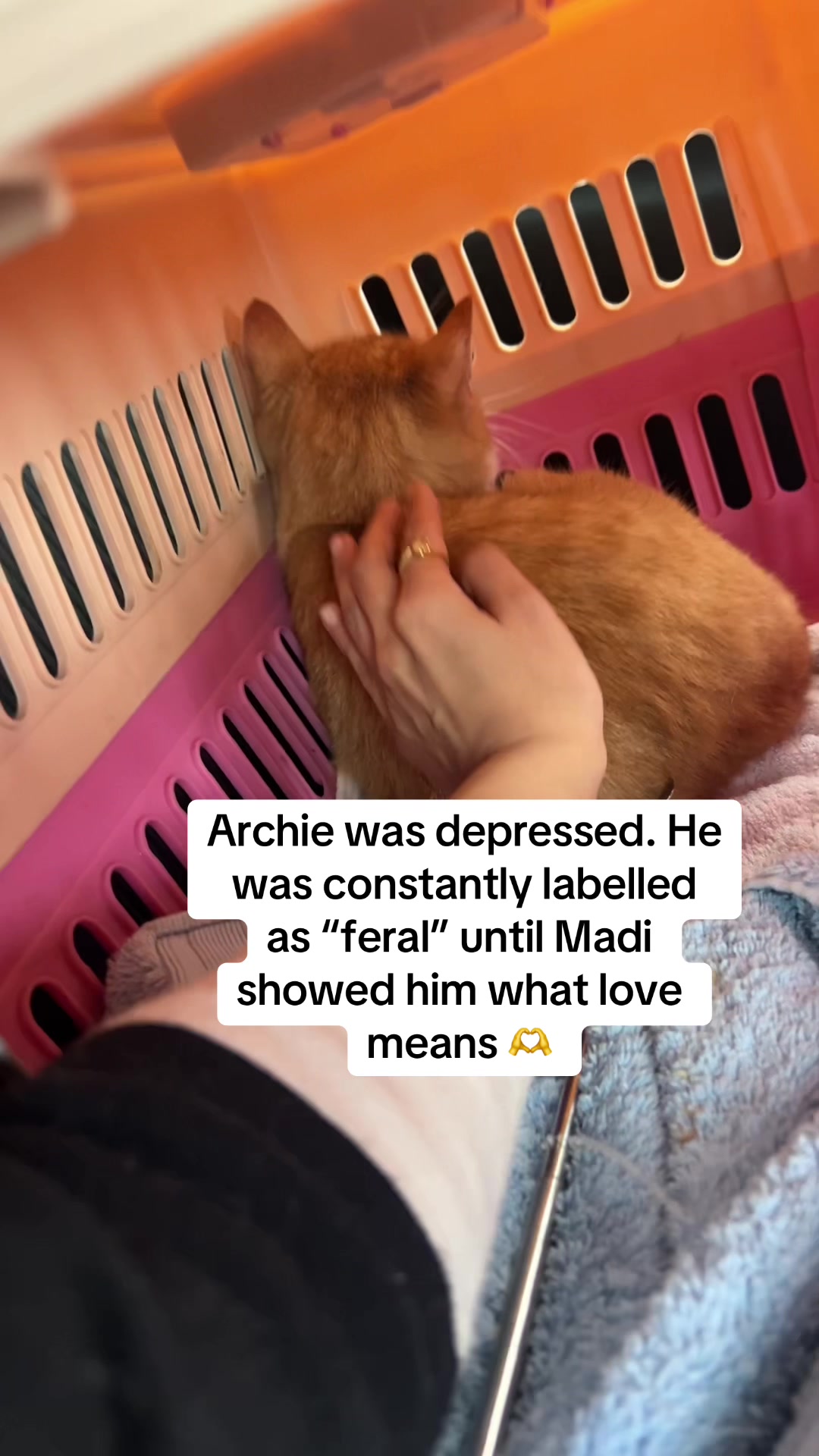 @safepawsau
