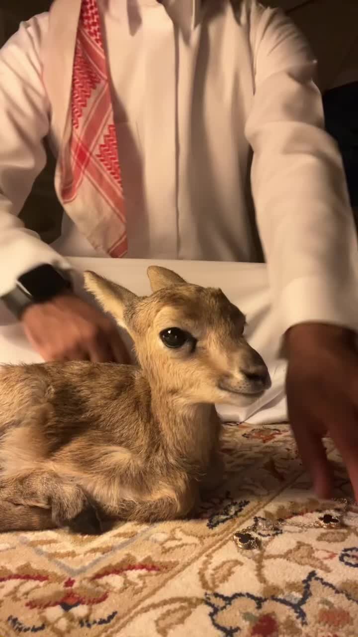 @مجيد 📸
