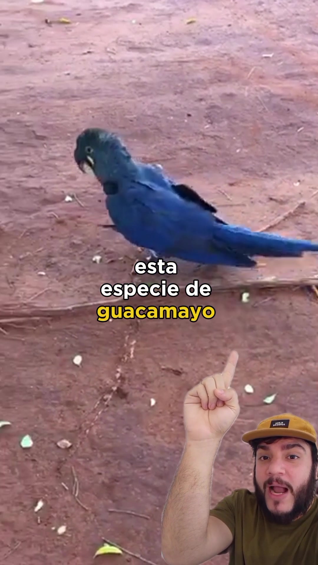 @Animaldex