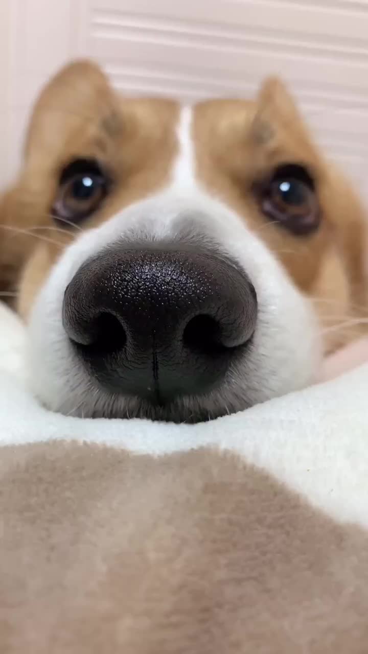 @corgilovecorgi
