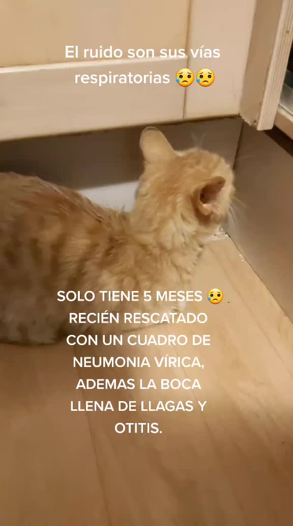 @Anahernansaiz&disca&cat
