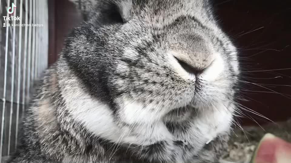@🐾