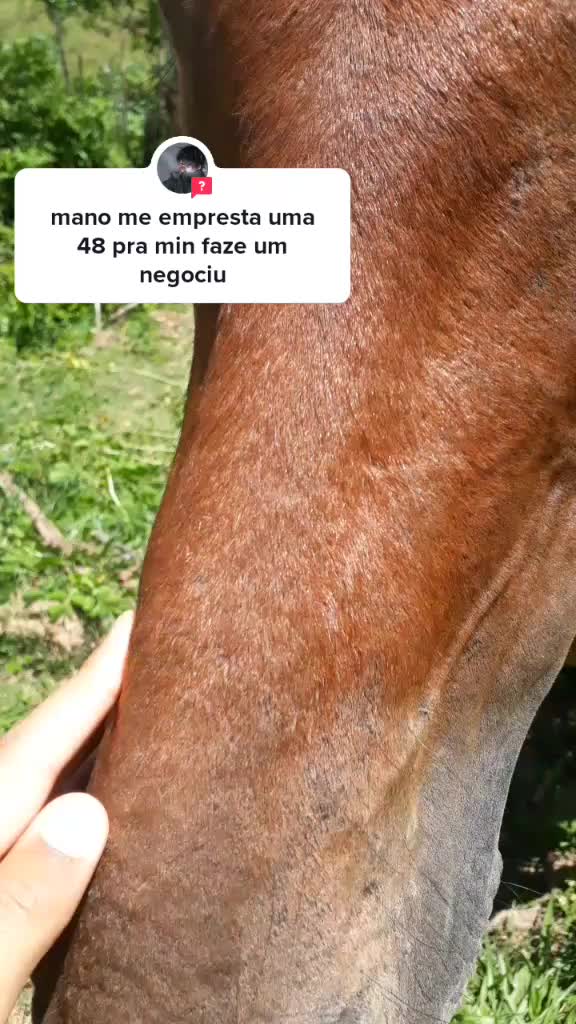 @brunooamarall