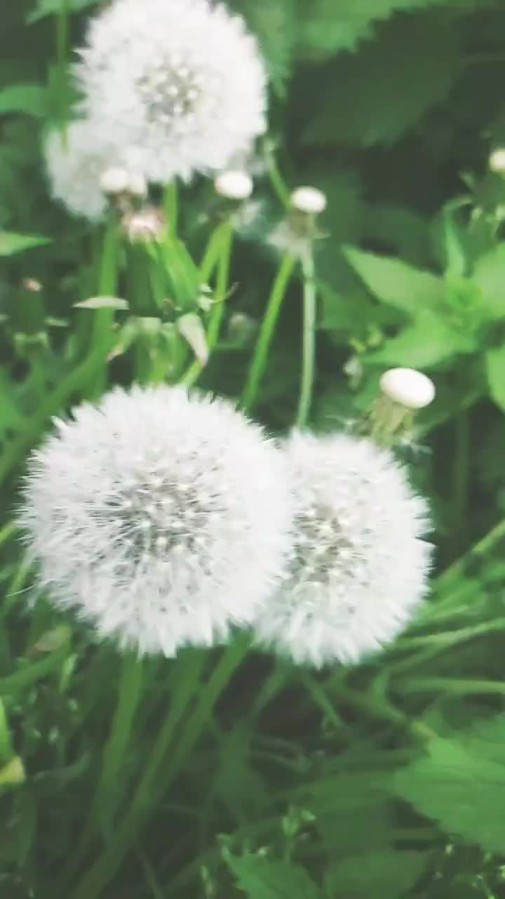 @jirkasscheifler