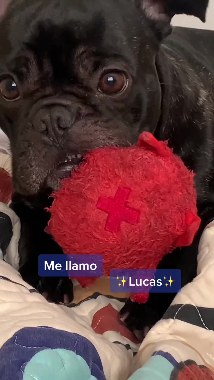 @Chimuelo Francés