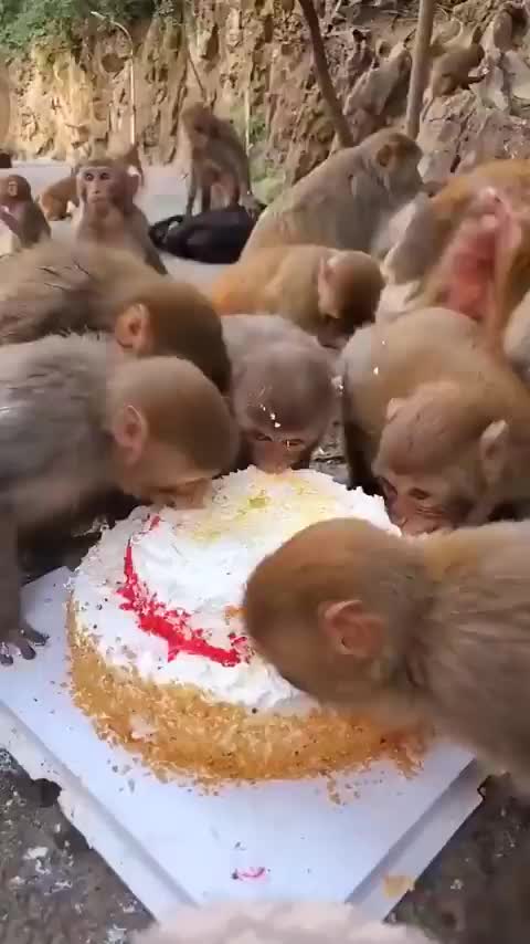 @Priyank sharma