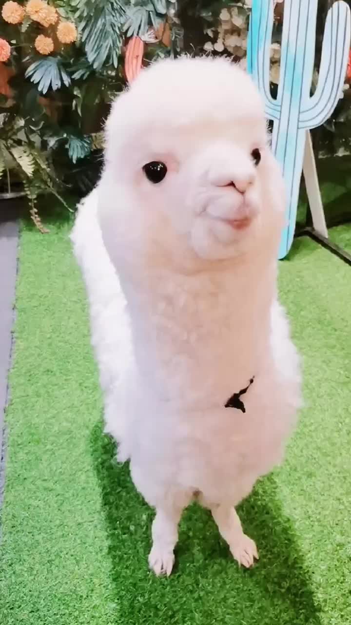 @Key sauce pet sharing