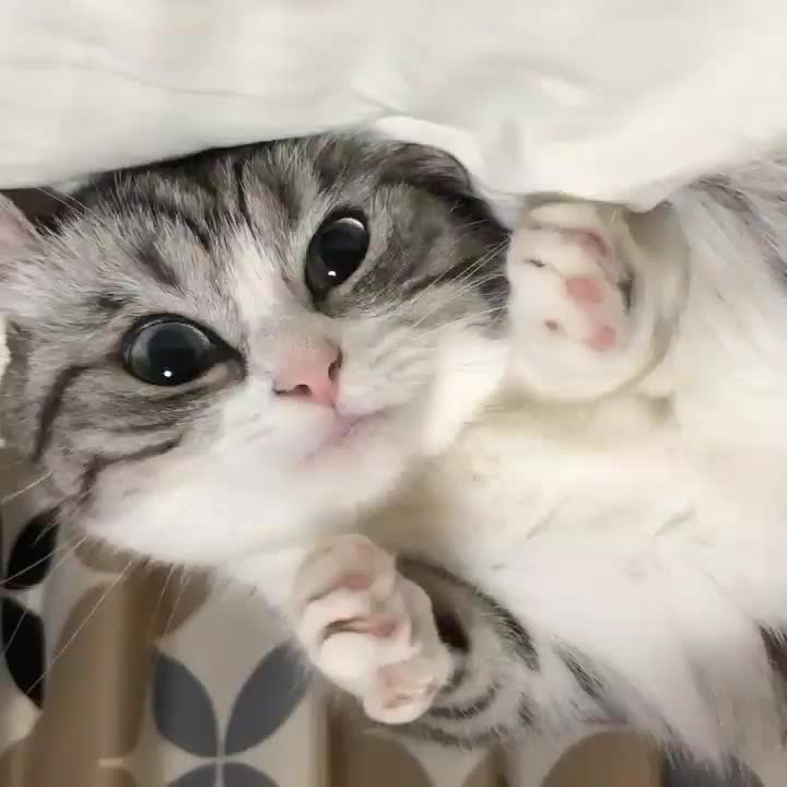 @гифки с комару