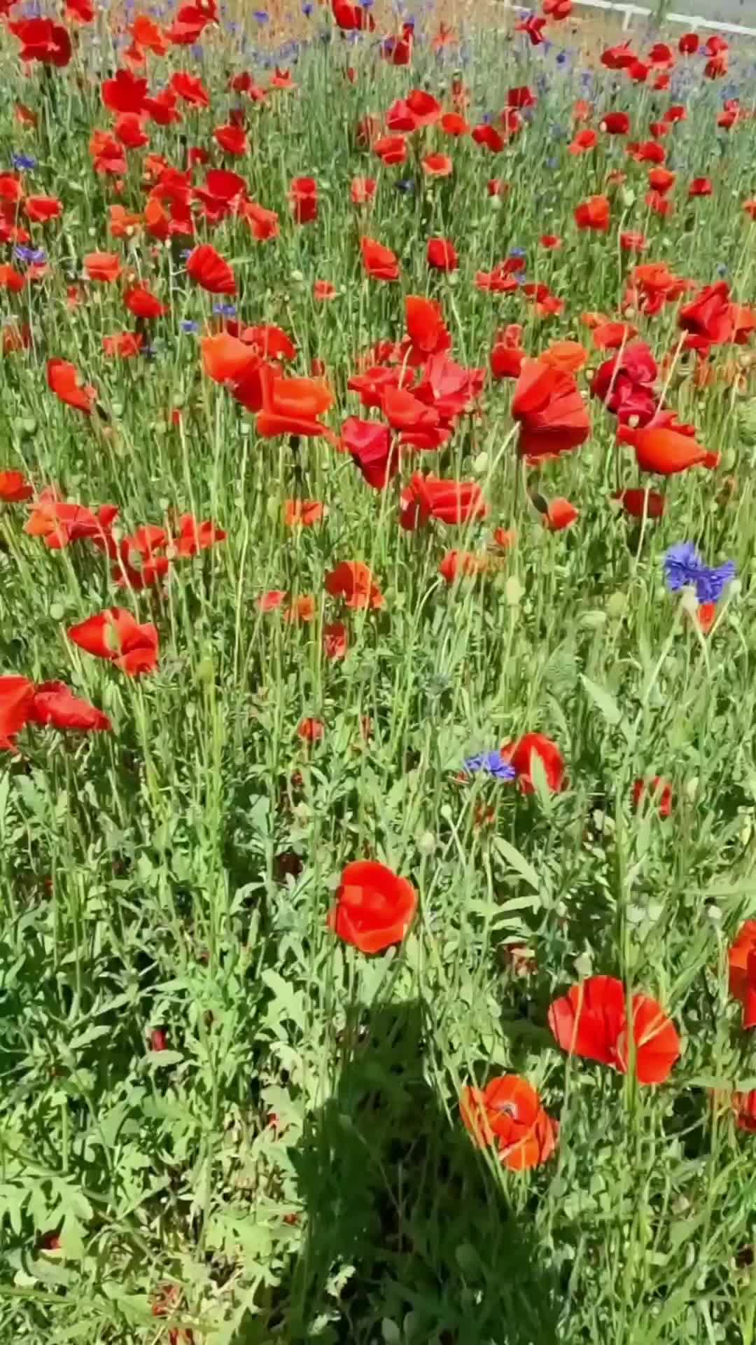 @#외국인