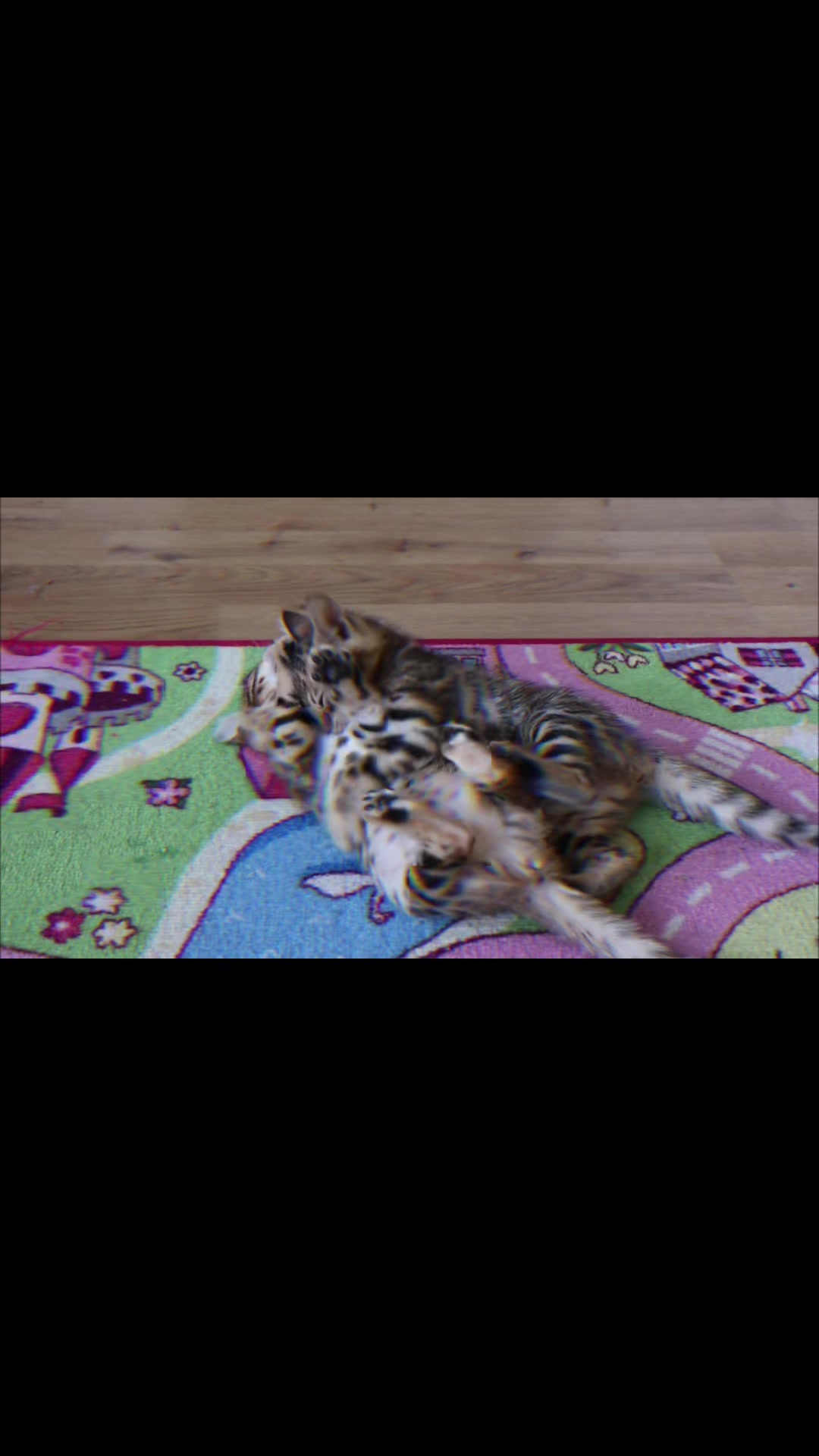 @Lemigans _cattery