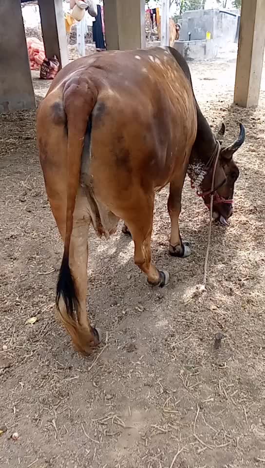 @๐Rangila Raja๐
