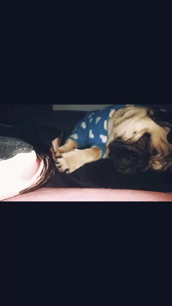 @Norka Elizabeth The Pug