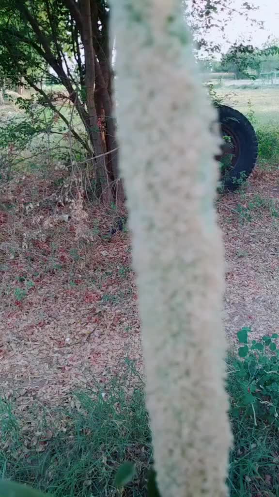 @Ajitvaghela Ajitvagh