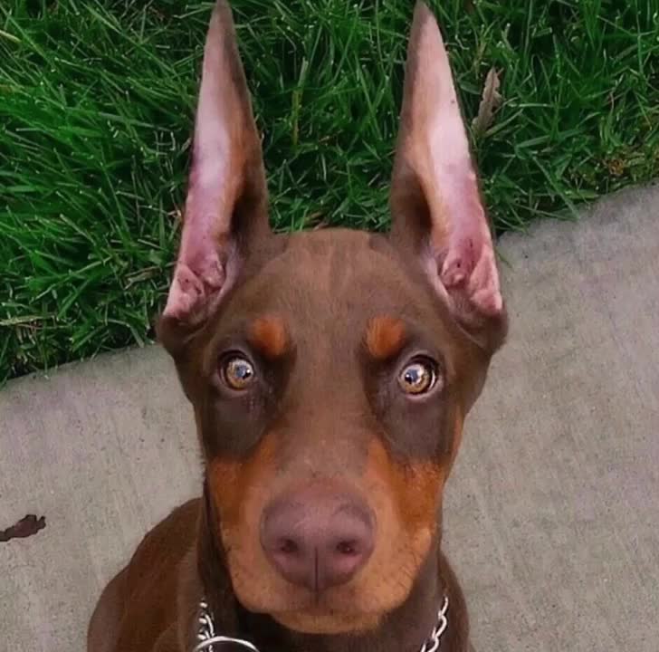 @Cairo the Doberman