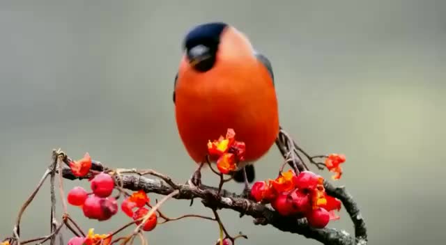 @प्रवीण सिंह चौगुले
