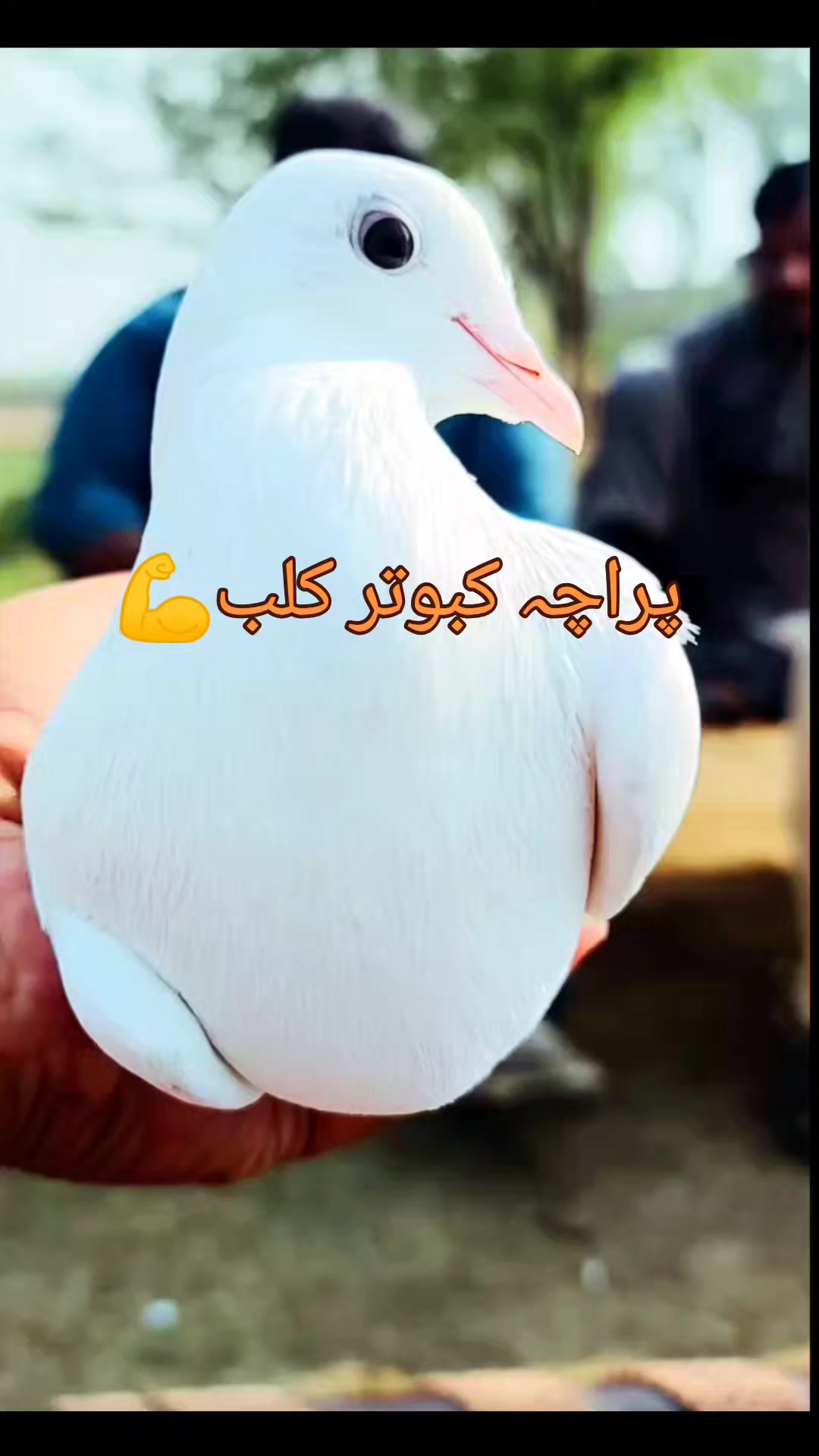 @پراچہ کبوتر کلب💪💪
