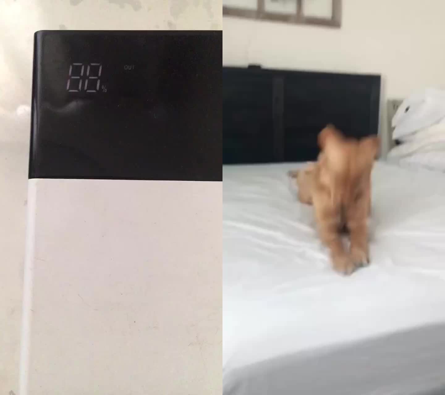 @dogtraining000