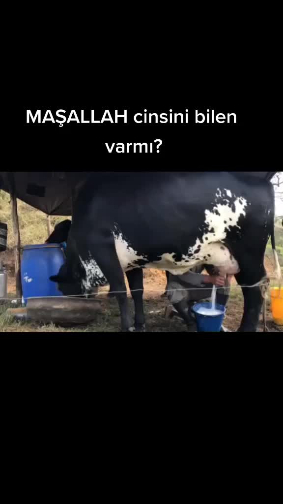 @TarimTubb