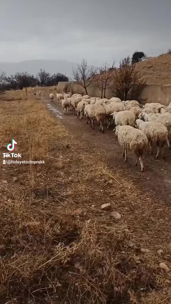 @Hidayet Öztoprak03
