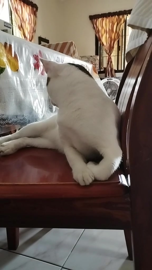 @Bunggok The Fat Cat