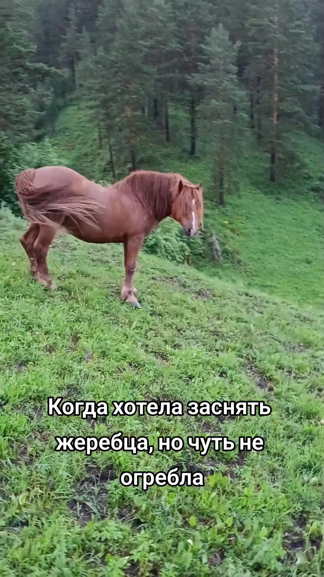 @tg: altaihorses