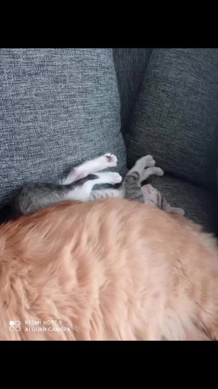 @CutiesCat House