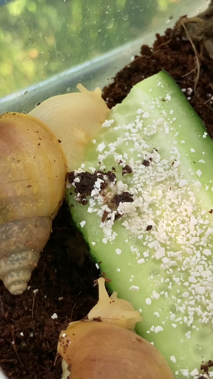 @Улитки ахатины🐌