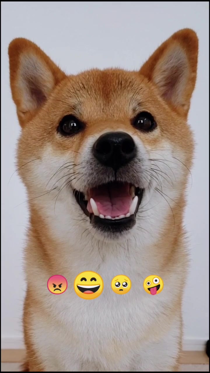 @柴犬コマリ