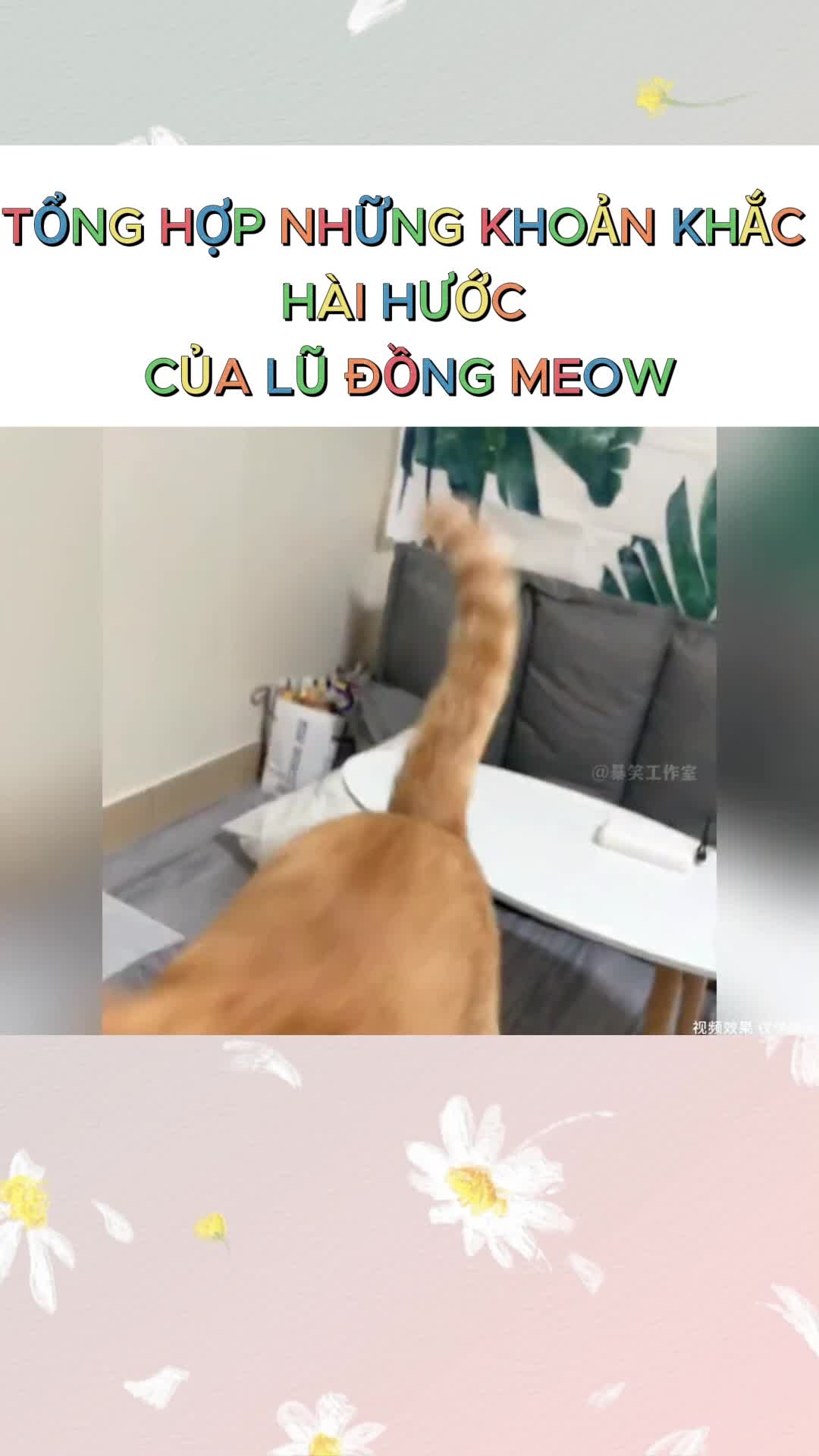 @Y&ecirc;u th&uacute; cưng