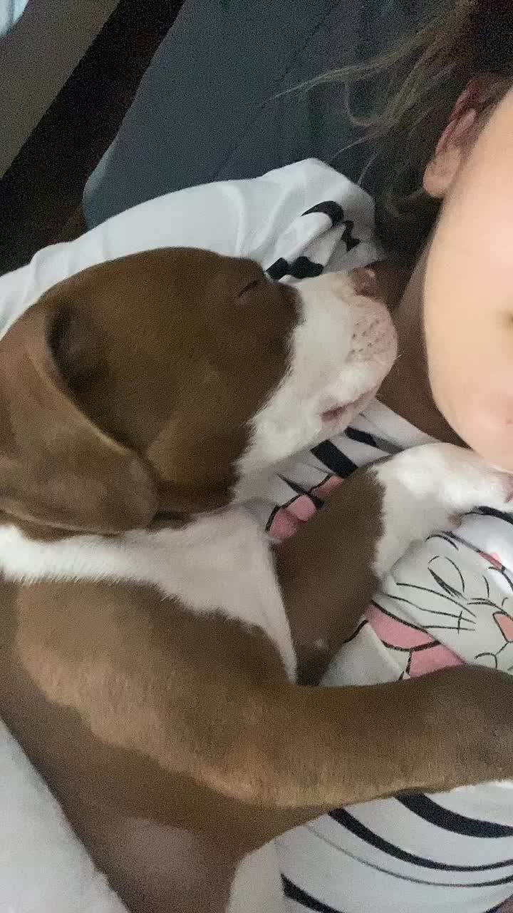 @Oros pitbull