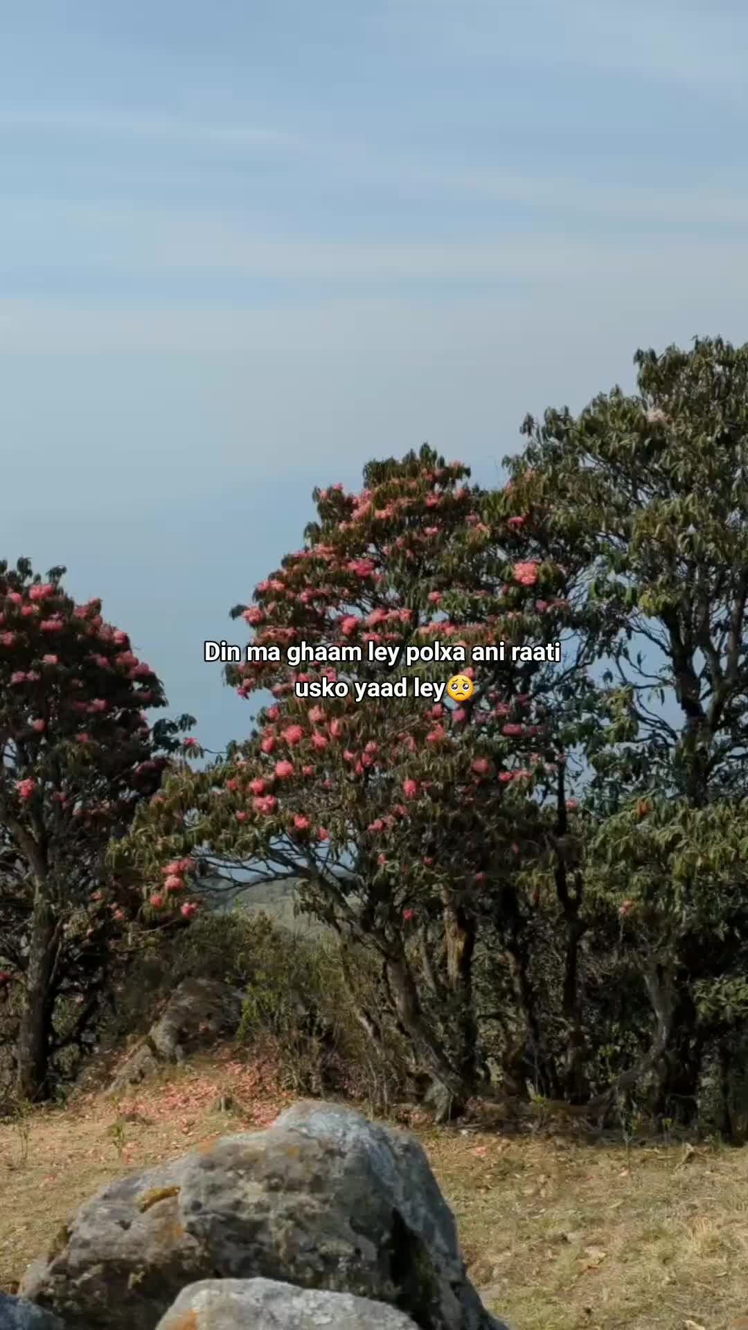 @🌷