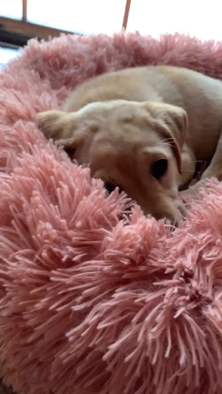 @pinklisey26