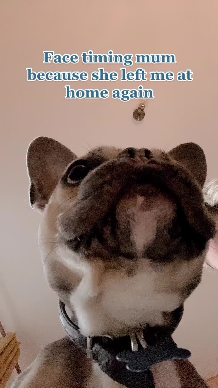 @BarryTheFrenchie