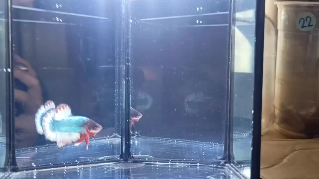 @The Betta-Buddy Shop