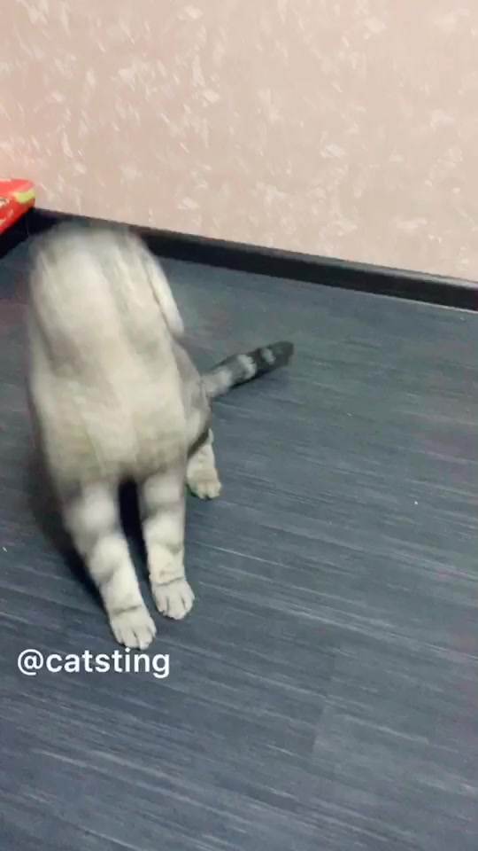 @Cat Sting