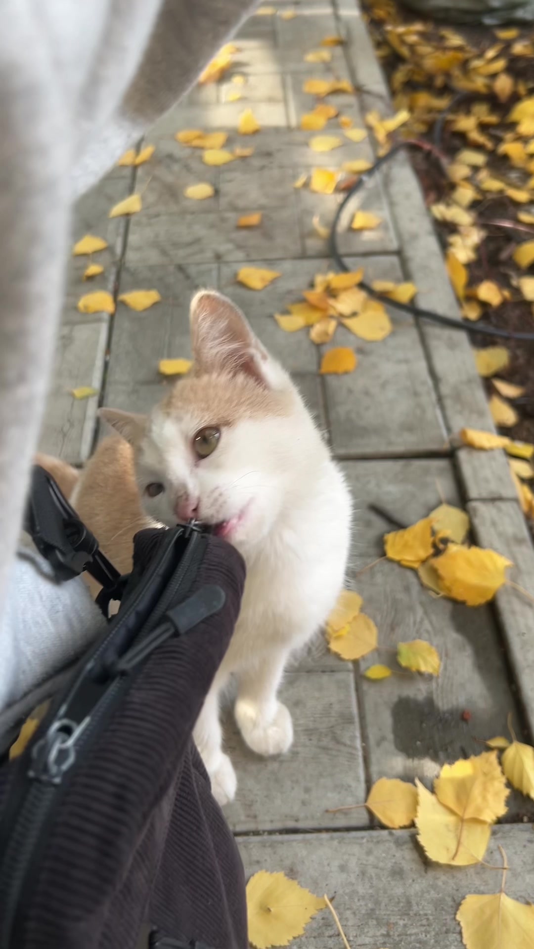 @🐈⬛